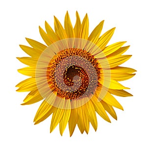 Yellow sunflower