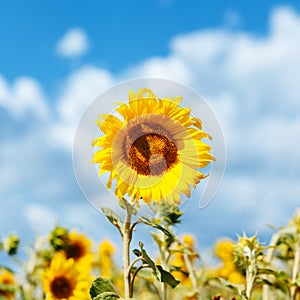 Yellow Sunflower