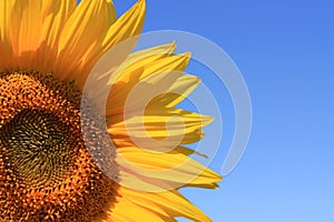 Yellow Sunflower