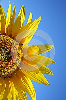 Yellow sunflower