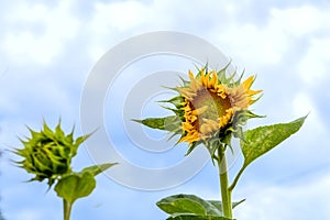 Yellow sunflower against the blue sky