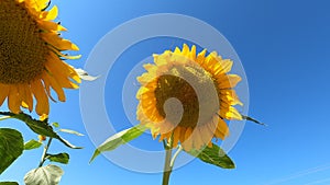 Yellow sunflower against the blue sky