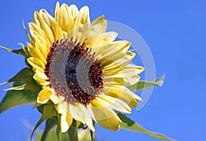 Yellow Sunflower Against a Blue Sky