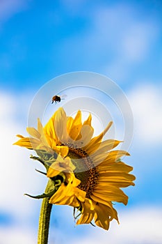 Yellow sunflower against the blue sky in Finland. Bumblebee flying over the flower.