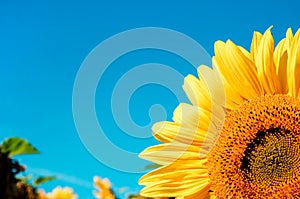 Yellow sunflower on a background of blue sky colors of the Ukrainian national flag, place for inscription - concept