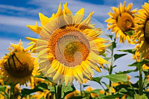Yellow sunflower on the background of cloudy blue sky
