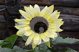 Yellow sunflower on the background of old logs