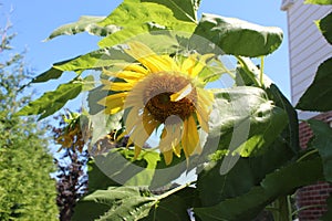 Yellow sunflower basking in the sun in a garden