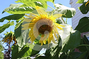 Yellow sunflower basking in the sun in a garden