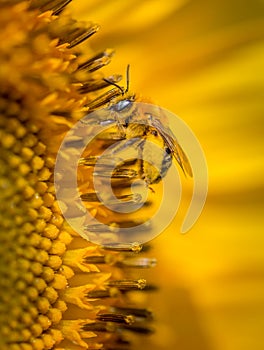 Extreme close up of Sunflower with bee vertical