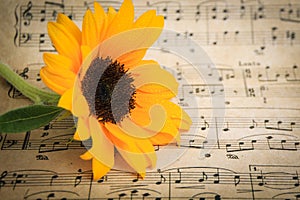 Yellow Sunflower With Black Center, Green Stem and Leaf Rests on a Sheet of Classical Music