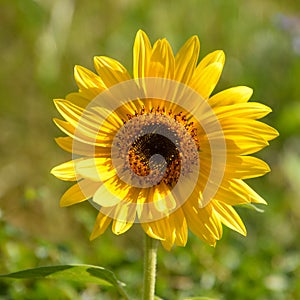Yellow sunflower bloom in sunshine