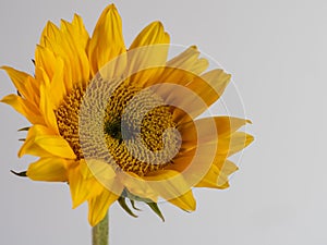 Yellow sunflower bloom up close in macro photography shot on a white background.  Beautiful nature