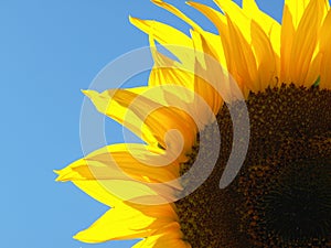 Yellow sunflower blooming on blue sky backgraound on garden. Seeds and oil. Organic and ecological plant for the production of edi