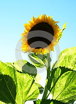 Yellow sunflower blooming on blue sky backgraound on garden. Seeds and oil. Organic and ecological plant for the production of edi