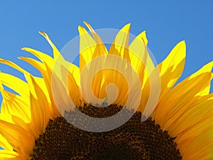 Yellow sunflower blooming on blue sky backgraound on garden. Seeds and oil. Organic and ecological plant for the production of edi