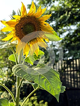 Yellow sunflower blooms and bumblebee collects nectar, macro