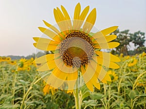 Yellow sunflower blooms in sunflower field summer time