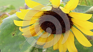 Yellow Sunflower blowing in the wind