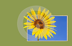 Yellow Sunflower on blue sky