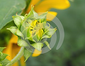 Yellow Sunflower Bud About To Blossom