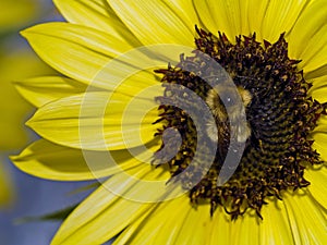 Yellow Sunflower with a bumblebee