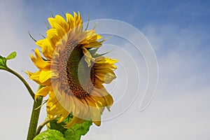 Yellow sunflower close-up against the blue sky on a sunny day. Agriculture concept, with copy space