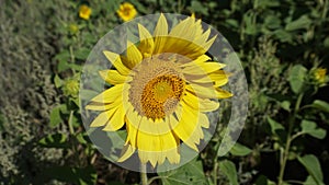 Yellow sunflower photo
