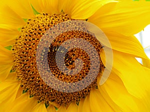 Yellow Sunflower Closeup