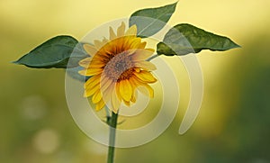 Yellow sunflower closeup with blurred green background