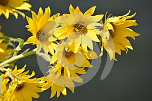 Yellow Sunflower, closeup, nature reclamation area