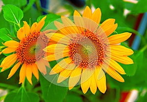 Yellow sunflower closeup photo. Summer meadow with yellow flowers. Open daisy flower background