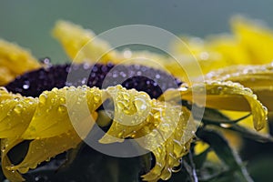Yellow Sunflower Closeup with Raindrops