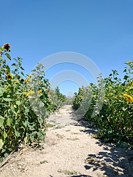 Yellow Sunflower crops