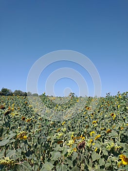 Yellow Sunflower crops