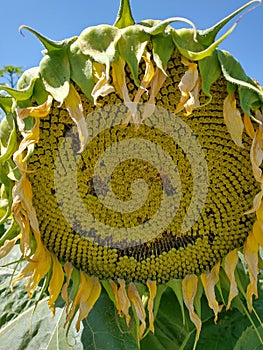 Yellow Sunflower crops