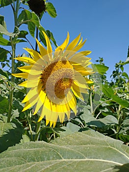 Yellow Sunflower crops