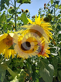 Yellow Sunflower crops