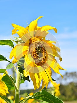 Yellow sunflower on Fall day in Littleton, Massachusetts, Middlesex County, United States. New England Fall.