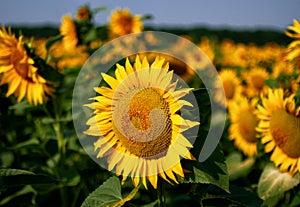 Yellow Sunflower field