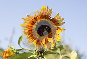 Yellow sunflower on field