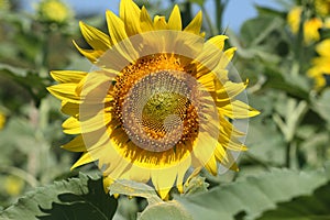 Yellow sunflower in field