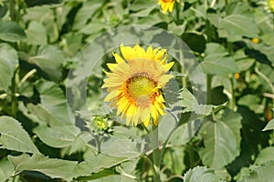 Yellow sunflower in field