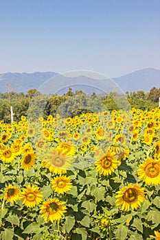 Yellow sunflower field