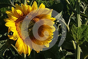 Yellow sunflower on field in afternoon sunshine some bumblebee sittin on corner of flower center.