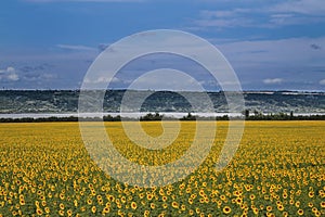 Yellow sunflower field