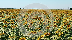 Yellow Sunflower field. Natural, agriculture concept.