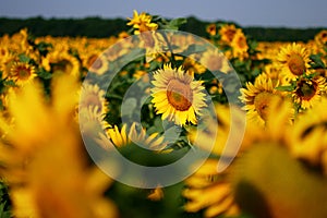 Yellow Sunflower field