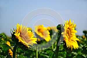 yellow sunflower fieldin closeup view. clear blue sky. Helianthus Annuus