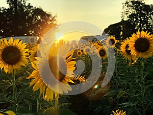 Yellow sunflower fields with caravan cars burry natural in scenery  background on sunset